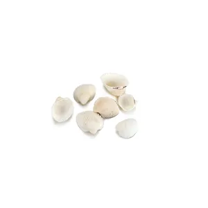 Macro shot of natural mini white seashells with radial texture for DIY craft projects