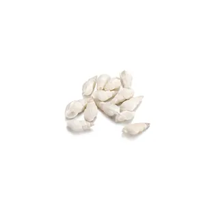 Macro detail of natural white seashells with spiral textures for DIY jewelry crafts