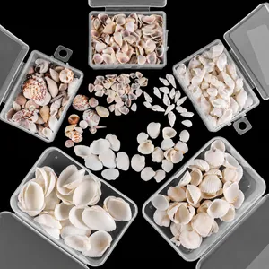 Detailed macro view of mixed natural seashells in transparent plastic organizer boxes
