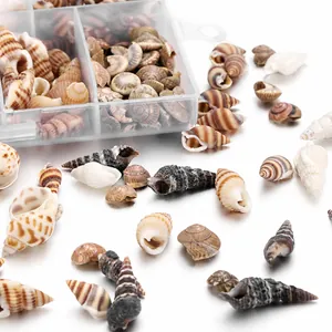 Vista dettagliata di varie conchiglie naturali e lumache di mare in una scatola a griglia