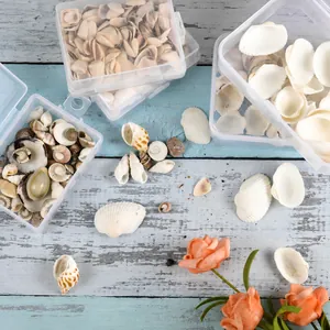 Top view of assorted natural seashells and snails in a clear plastic organizer box