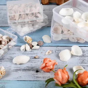 Detailed view of natural mixed seashells and conches in a clear plastic storage box