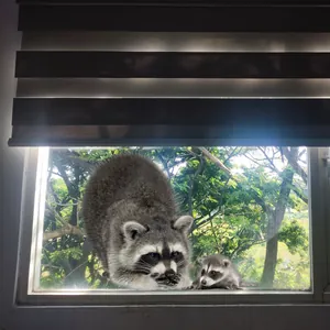 Detail von doppelseitigen Waschbären-Fensteraufklebern mit lebensechter Fellstruktur im Wald