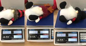 Medición detallada del peso de tres gnomos de Navidad nórdicos de peluche en una báscula