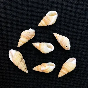 Vue détaillée de coquillages spirale naturels rayés de brun pour la création de bijoux