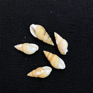 Vue de cinq coquillages spiraux naturels avec des rayures brunes pour l'artisanat DIY