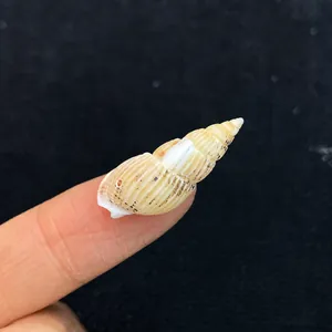 Vue macro d'un petit coquillage naturel en spirale sur le bout d'un doigt avec texture