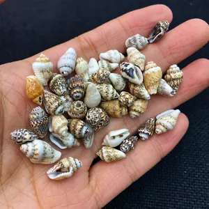 Close-up of small natural mixed seashells held in hand for aquarium decor or DIY crafts