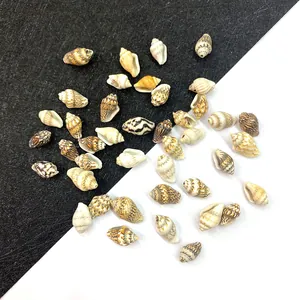 Natürliche Gemischte Meeresschnecken Muscheln Für DIY Schmuckherstellung Handwerk Aquarium Fischbecken Landschaftsbau Haus Dekoration Nautische Accessoires