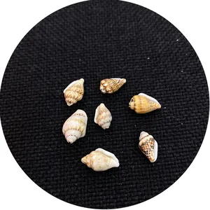 Natürliche Muscheln und Meeresschnecken für Aquariendekoration und DIY-Schmuckzubehör