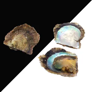 Huître Perlière Cultivée Avec Künstliche Perle Ronde À L'Intérieur Emballée Sous Vide Pour Création De Bijoux DIY Cadeau Éducation Spécimen De Coquille Naturelle