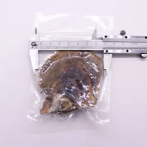 Détail d'une huître perlière d'eau salée de 6,5 cm sous emballage sous vide