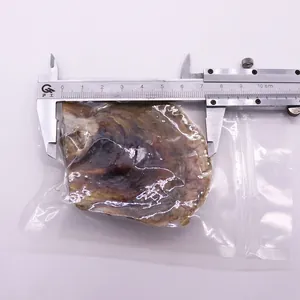 Détail d'huître perlière sous vide de 7cm pour la création de bijoux DIY personnalisés