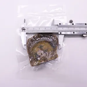 Vue détaillée d'une huître perlière sous vide avec un pied à coulisse mesurant sa taille