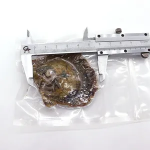 Vue macro d'une huître perlière sous vide avec dimensions entre 5,5 cm et 6 cm