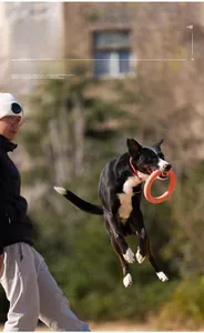 Action shot of dog jumping to catch orange bite-resistant flying ring pet toy outdoors