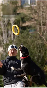 Outdoor training session with a yellow aerodynamic flying ring for interactive dog play
