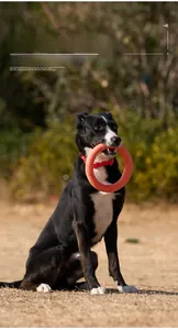 Durable orange TPR dog pull ring toy held by a dog in mouth for training outdoors