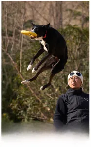 Action shot of a dog leaping to catch a yellow durable rubber floating ring toy outdoors