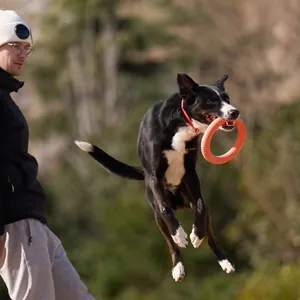 Bright orange dog training ring for fetching and interactive outdoor jumping play