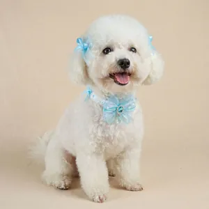 Detailed view of a white Bichon dog wearing a blue ribbon hairpin and lace bow collar