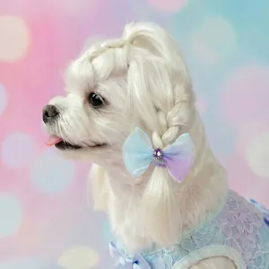 Blauw-paars verloop haarstrikje voor huisdieren met paarse edelsteen op een witte hond
