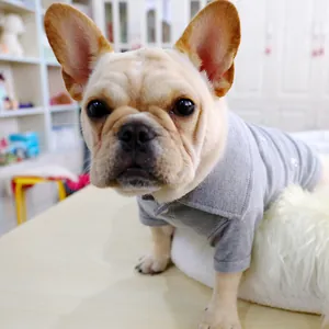 Détail du polo gris avec bouton blanc sur un bouledogue français à la maison