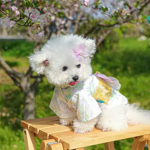 Close-up of pet floral kimono dress with golden brocade belt and bow on a white dog