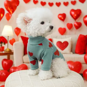 Detail of teal ribbed knit dog sweater with red hearts on a small white Bichon