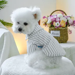 Detailaufnahme eines gestreiften Hundeshirts mit Polokragen an einem weißen Bichon