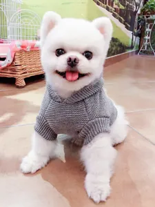 Jersey gris de punto suave para perros pequeños y gatos con cuello alto y textura gruesa