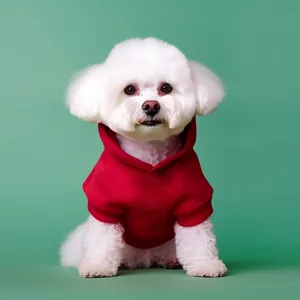 Red hooded pet sweatshirt for small dogs on a white Bichon Frise with green background