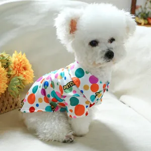 Buntes Punkte-Hundehemd am weißen Bichon Frisé in gemütlicher Innenraum-Kulisse