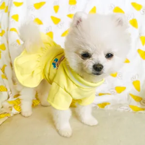 Detailweergave van de gele zomerse huisdierjurk met polokraag en borduursel op een kleine hond