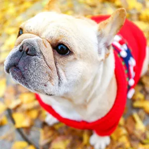 Festive red knitted dog sweater with navy reindeer jacquard for French Bulldogs