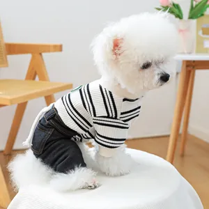 Close-up of a bichon dog wearing striped sweater and denim pants in a cozy room