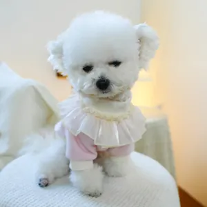 Rosa Haustier-Sweatshirt mit Tüll-Rüschenkragen an einem weißen Bichon Frise Hund