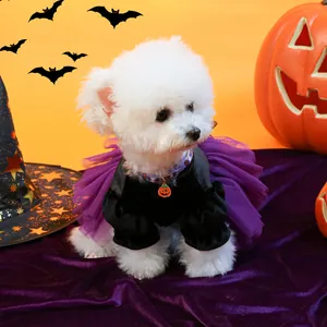 Halloween dog costume with purple tutu dress and pumpkin collar on white Bichon dog