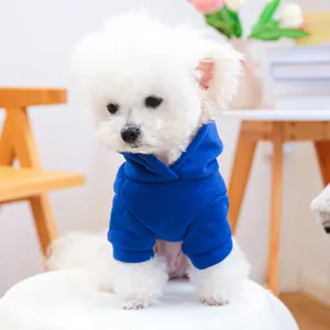 Dettaglio di un cane Bichon che indossa una felpa blu reale con cappuccio in casa propria