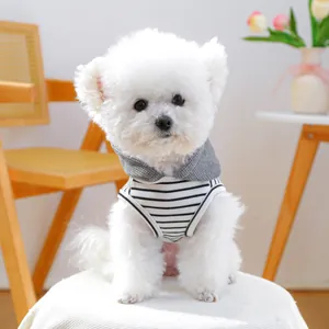 Close-up of a bichon dog wearing a striped hooded vest in a bright home setting