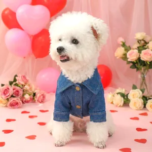 Jeansjacke für Hunde mit Goldblumen an weißem Bichon Frisé in festlicher Umgebung