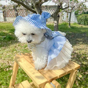 Detail of blue plaid pet sun hat with ear holes and matching lace dress on a Bichon Frise