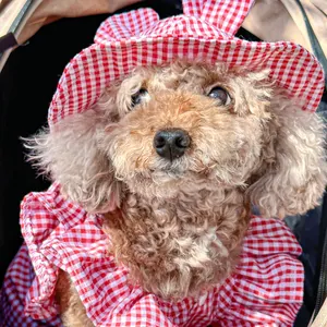 Detail of red plaid pet sun hat and matching outfit for small dogs on a brown poodle