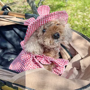 Close-up of a small dog wearing a red and white checkered hat with rabbit ears and cape