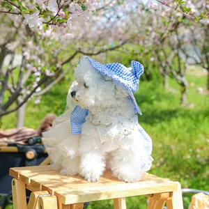 Detail showing blue plaid sun hat and white lace dress on a pet dog in a park