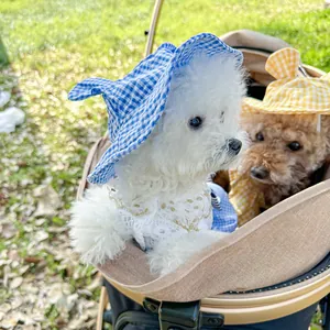 Close-up of stylish plaid pet sun hats with cute long ears for small dogs and cats