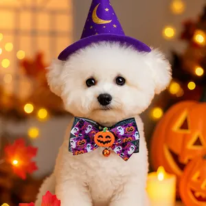 Detail of dog wizard hat and pumpkin bow tie on a white Bichon for Halloween