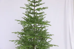 Detalle de un árbol de Navidad Norfolk con ramas verdes en capas y textura realista