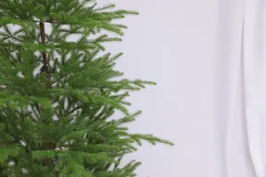 Primer plano detallado del follaje artificial de pino de Norfolk con agujas verdes reales