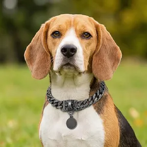 Collare per cani a catena cubana 20mm argento antico con fibbia a teschio e medaglietta